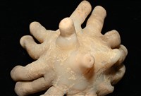 寄居蟹鞘群海葵藏品圖，第14張