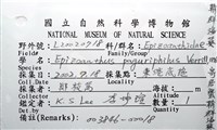 寄居蟹鞘群海葵藏品圖，第16張