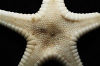 鑲邊海星藏品圖，第2張