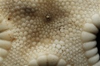 鑲邊海星藏品圖，第3張