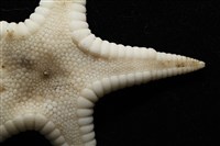 鑲邊海星藏品圖，第4張