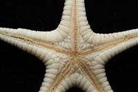 鑲邊海星藏品圖，第5張