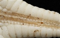 鑲邊海星藏品圖，第7張