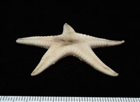 鑲邊海星藏品圖，第8張