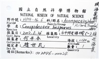 鑲邊海星藏品圖，第10張