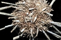 秀麗組頭帕藏品圖，第3張