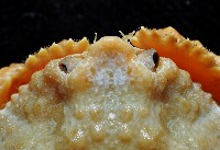 公雞饅頭蟹藏品圖，第2張