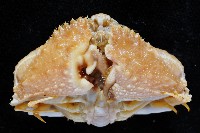 公雞饅頭蟹藏品圖，第3張