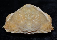公雞饅頭蟹藏品圖，第4張