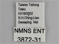 藍紋鋸眼蝶藏品圖，第3張