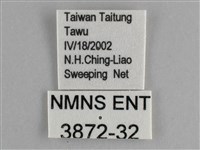 鱗紋眼蛺蝶藏品圖，第3張