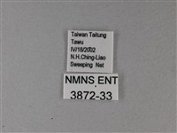 樺蛺蝶藏品圖，第3張