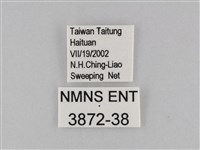 密紋波眼蝶藏品圖，第3張