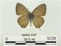 Accession Number:003872-00040 Collection Image, Figure 1, Total 3 Figures