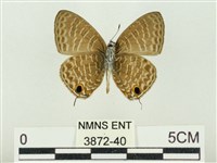 Accession Number:003872-00040 Collection Image, Figure 2, Total 3 Figures