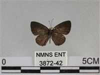 黑星灰蝶藏品圖，第1張