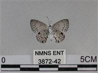 黑星灰蝶藏品圖，第2張