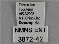 黑星灰蝶藏品圖，第3張