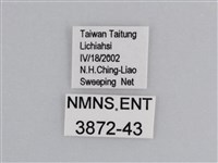 雲紋尖粉蝶藏品圖，第3張