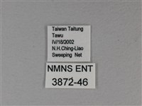 白裳貓蛺蝶藏品圖，第3張