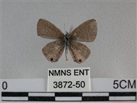 波灰蝶藏品圖，第2張