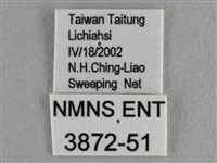 異色尖粉蝶藏品圖，第3張