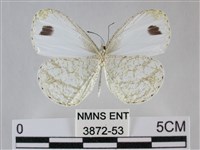 纖粉蝶、黑點粉蝶藏品圖，第2張