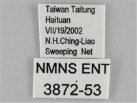 纖粉蝶、黑點粉蝶藏品圖，第3張