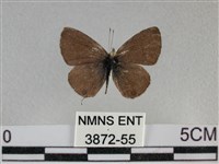 波灰蝶藏品圖，第1張