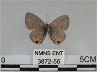 波灰蝶藏品圖，第2張