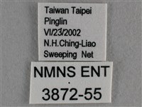 波灰蝶藏品圖，第3張