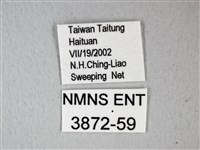 細邊琉灰蝶藏品圖，第3張