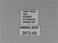 白裳貓蛺蝶藏品圖，第3張