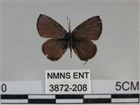 波灰蝶藏品圖，第1張