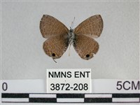 波灰蝶藏品圖，第2張