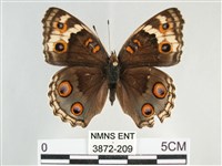 青眼蛺蝶、孔雀青蛺蝶藏品圖，第1張