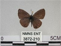 波灰蝶藏品圖，第1張