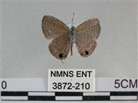 波灰蝶藏品圖，第2張