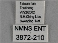 波灰蝶藏品圖，第3張