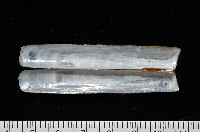 (新種)蟶蛤藏品圖，第2張