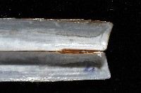 (新種)蟶蛤藏品圖，第3張