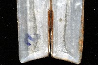 (新種)蟶蛤藏品圖，第5張
