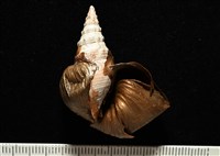 造殼海葵之一種藏品圖，第2張