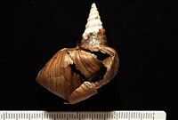 造殼海葵之一種藏品圖，第3張