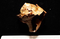 造殼海葵之一種藏品圖，第5張
