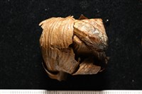 造殼海葵之一種藏品圖，第6張