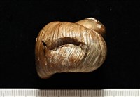 造殼海葵之一種藏品圖，第7張