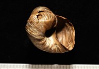 造殼海葵之一種藏品圖，第8張