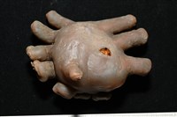 寄居蟹鞘群海葵藏品圖，第9張