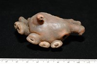 寄居蟹鞘群海葵藏品圖，第10張